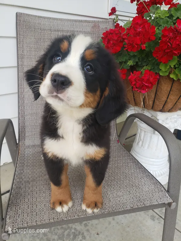 Lena – Bernese Mountain Dog puppy for sale in New Haven, IN