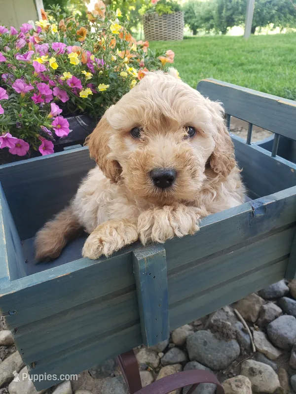 Sammy  – Miniature Goldendoodle puppy for sale in New Haven, IN