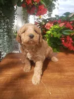 Noah, a male Miniature Goldendoodle for sale in New Haven, IN – 5 of 10