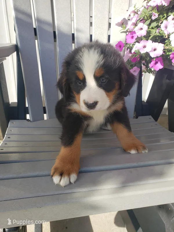 Lena – Bernese Mountain Dog puppy for sale in New Haven, IN