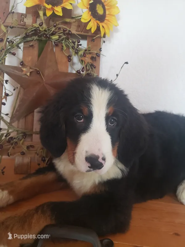 Lena – Bernese Mountain Dog puppy for sale in New Haven, IN