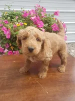 Noah, a male Miniature Goldendoodle for sale in New Haven, IN – 2 of 10