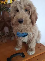 Benji, a male Miniature Goldendoodle for sale in New Haven, IN – Photo 5 of 10