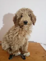 Benji, a male Miniature Goldendoodle for sale in New Haven, IN – Photo 2 of 10