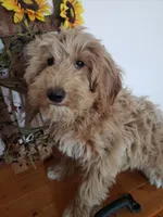 Benji, a male Miniature Goldendoodle for sale in New Haven, IN – Photo 6 of 10
