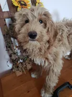Benji, a male Miniature Goldendoodle for sale in New Haven, IN – Photo 7 of 10