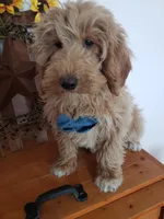 Benji, a male Miniature Goldendoodle for sale in New Haven, IN – Photo 3 of 10