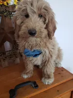 Benji, a male Miniature Goldendoodle for sale in New Haven, IN – Photo 1 of 10