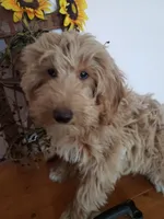 Benji, a male Miniature Goldendoodle for sale in New Haven, IN – Photo 4 of 10
