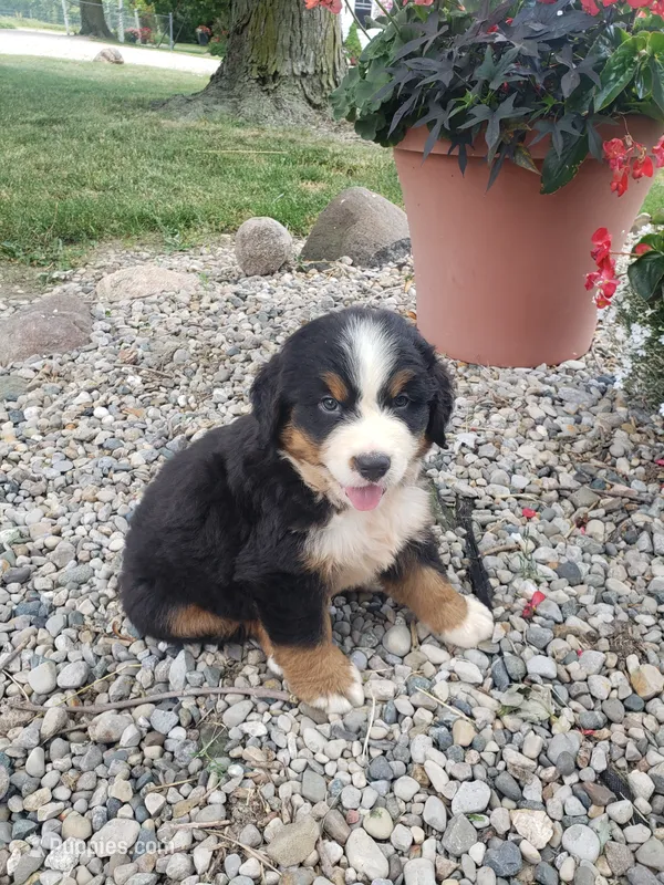 Rocky  – Bernese Mountain Dog puppy for sale in New Haven, IN