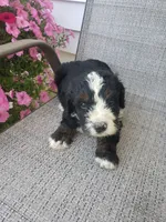 Roscoe , a male Bernedoodle for sale in New Haven, IN – 5 of 8