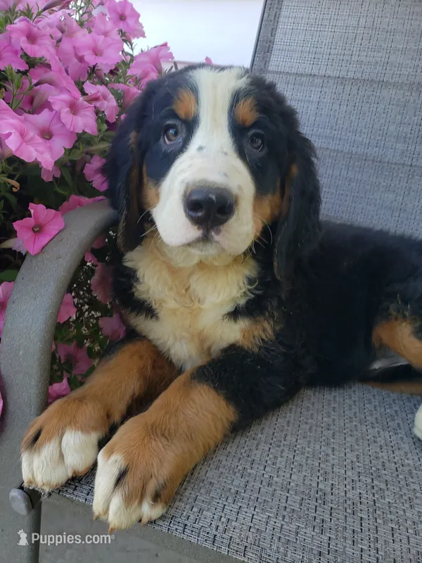 Maddie  – Bernese Mountain Dog puppy for sale in New Haven, IN