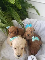Benji Sammy Max, a male Miniature Goldendoodle for sale in New Haven, IN – Photo 2 of 5