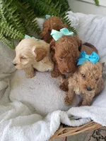 Benji Sammy Max, a male Miniature Goldendoodle for sale in New Haven, IN – Photo 3 of 5