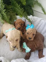 Benji Sammy Max, a male Miniature Goldendoodle for sale in New Haven, IN – Photo 5 of 5