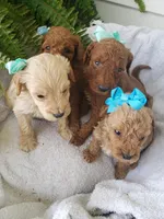 Benji Sammy Max, a male Miniature Goldendoodle for sale in New Haven, IN – Photo 1 of 5