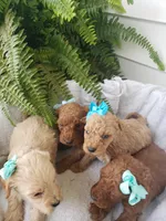 Benji Sammy Max, a male Miniature Goldendoodle for sale in New Haven, IN – Photo 4 of 5