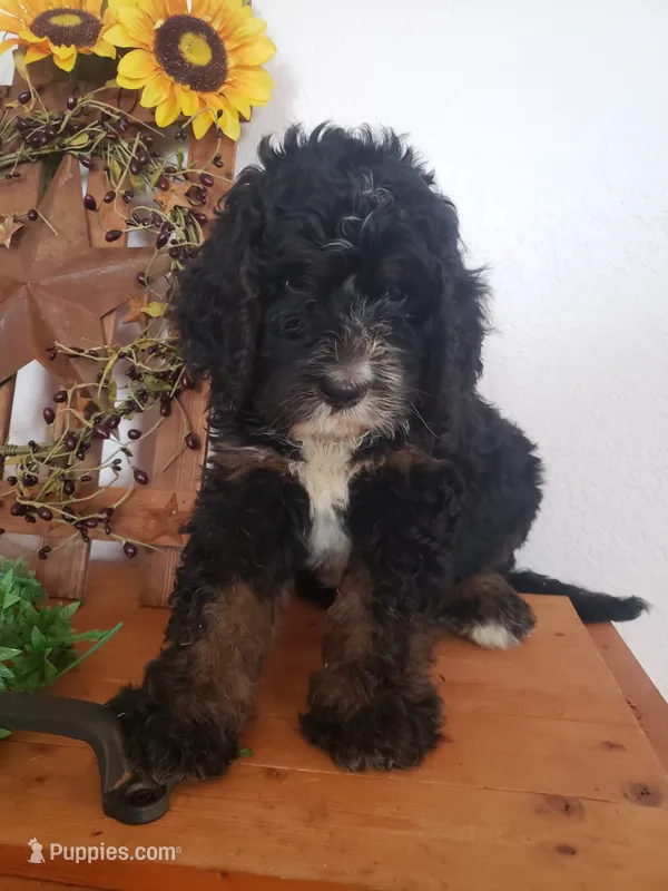 Bear – Bernedoodle puppy for sale in New Haven, IN