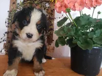 Emma , a female Bernese Mountain Dog for sale in New Haven, IN – 6 of 10