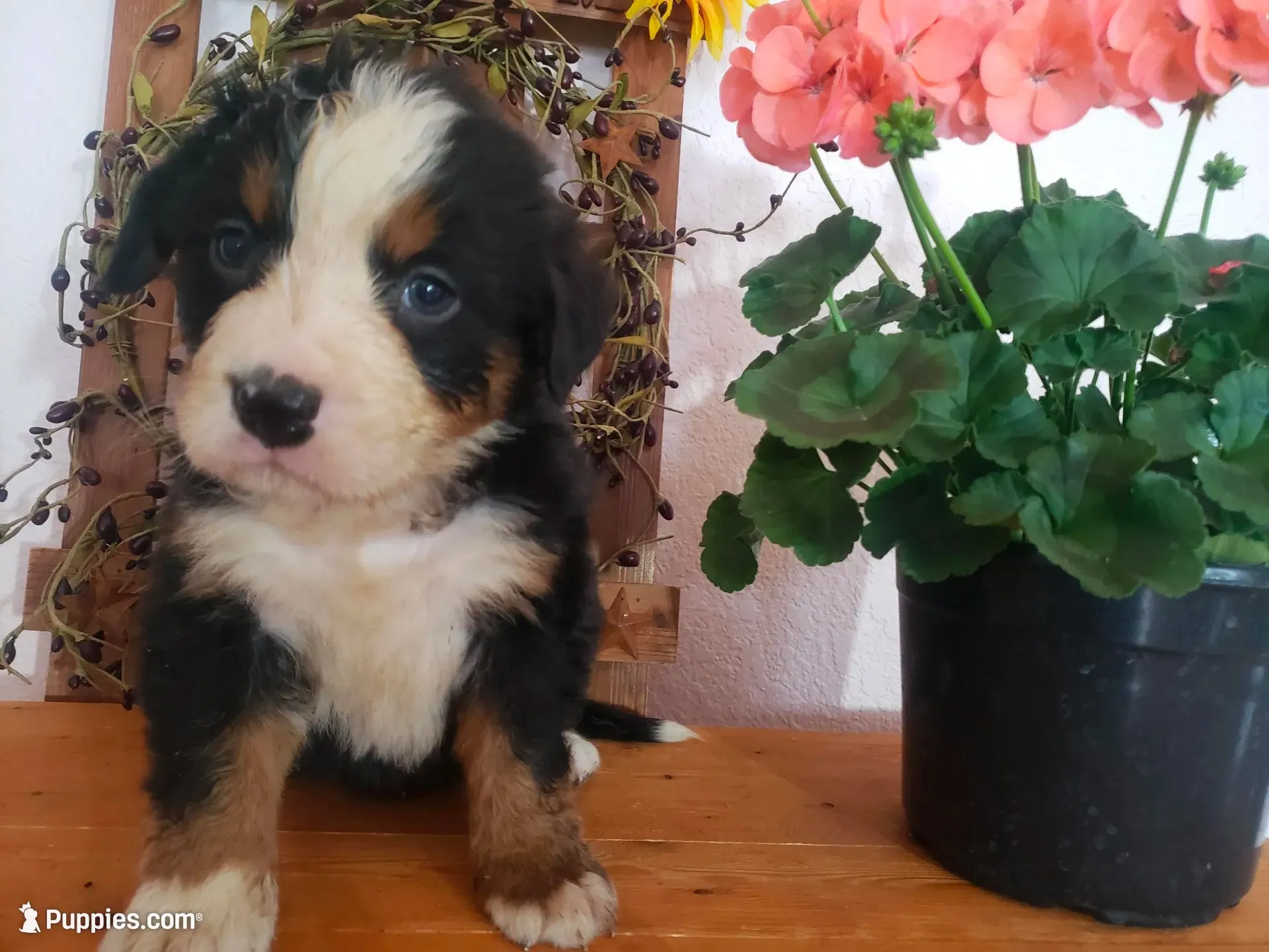 Emma , a female Bernese Mountain Dog for sale in New Haven, IN – 3 of 10
