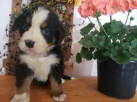 Emma , a female Bernese Mountain Dog for sale in New Haven, IN – 7 of 10