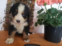Emma , a female Bernese Mountain Dog for sale in New Haven, IN – 2 of 10