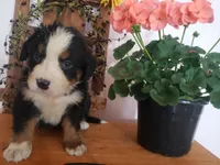 Emma , a female Bernese Mountain Dog for sale in New Haven, IN – 8 of 10