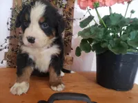 Emma , a female Bernese Mountain Dog for sale in New Haven, IN – 3 of 10