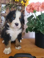 Emma , a female Bernese Mountain Dog for sale in New Haven, IN – 9 of 10
