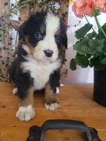 Emma , a female Bernese Mountain Dog for sale in New Haven, IN – 10 of 10