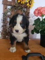 Emma , a female Bernese Mountain Dog for sale in New Haven, IN – 5 of 10