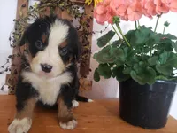 Emma , a female Bernese Mountain Dog for sale in New Haven, IN – 1 of 10
