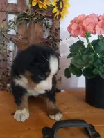 Emma , a female Bernese Mountain Dog for sale in New Haven, IN – 4 of 10