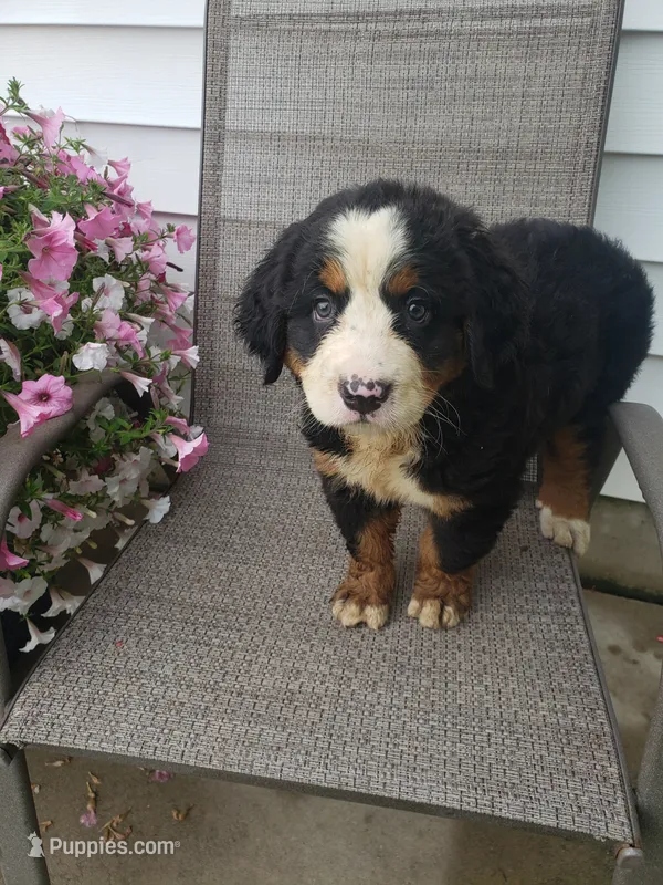 Maddie  – Bernese Mountain Dog puppy for sale in New Haven, IN