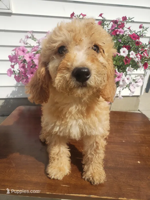 Linda – Miniature Goldendoodle puppy for sale in New Haven, IN