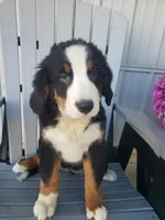 Hannah , a female Bernese Mountain Dog for sale in New Haven, IN – 5 of 10