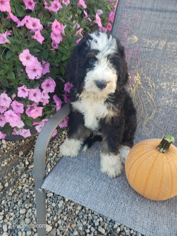 Benji – Bernedoodle puppy for sale in New Haven, IN