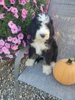 Benji, a male Bernedoodle for sale in New Haven, IN – 1 of 10