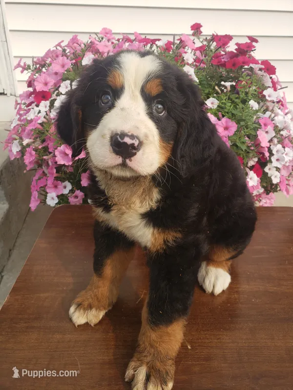 Maddie  – Bernese Mountain Dog puppy for sale in New Haven, IN