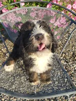 MOOSE , a male Bernedoodle for sale in New Haven, IN – 5 of 9