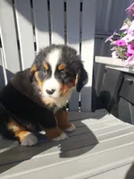 Lilly , a female Bernese Mountain Dog for sale in New Haven, IN – 8 of 10