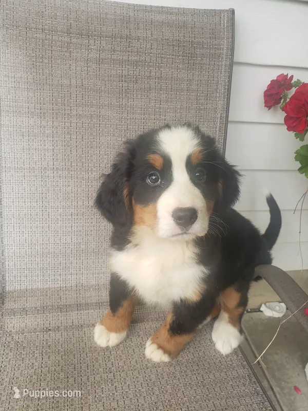 Emily – Bernese Mountain Dog puppy for sale in New Haven, IN
