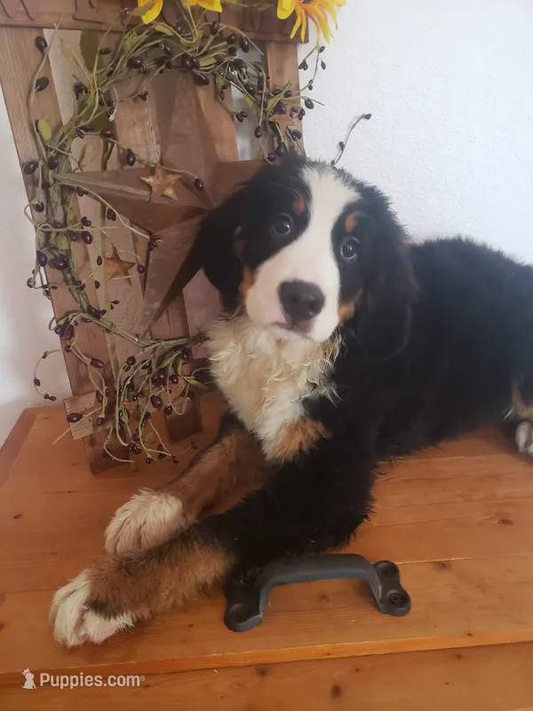 Daisy  – Bernese Mountain Dog puppy for sale in New Haven, IN
