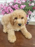 Sammy , a male Miniature Goldendoodle for sale in New Haven, IN – 2 of 9