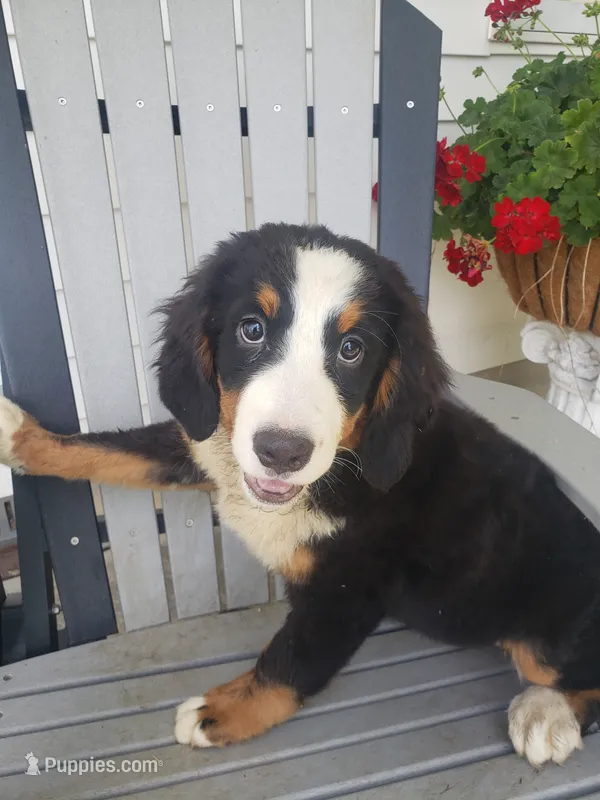 Emily – Bernese Mountain Dog puppy for sale in New Haven, IN