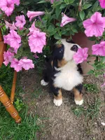 Daisy , a female Bernese Mountain Dog for sale in New Haven, IN – 5 of 9