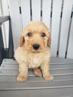 Sammy , a male Miniature Goldendoodle for sale in New Haven, IN – 3 of 5