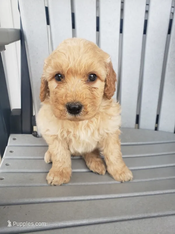 Sammy  – Miniature Goldendoodle puppy for sale in New Haven, IN