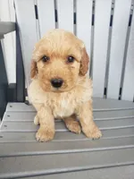 Sammy , a male Miniature Goldendoodle for sale in New Haven, IN – 1 of 5