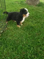  Bear, a male Bernese Mountain Dog for sale in New Haven, IN – 3 of 6